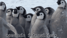 Penguin Intensifies Intense GIF - Penguin Intensifies Intense Shaking GIFs