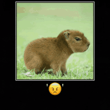Capybara Baby GIF - Capybara Baby GIFs