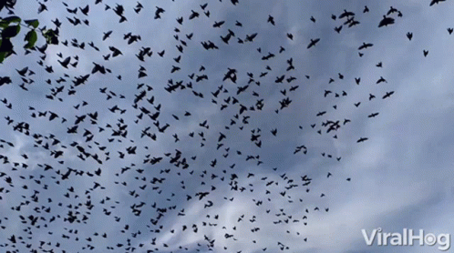Flock Of Birds Flying GIFs | Tenor