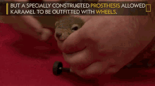 Pet Squirrel Karamel The Squirrel GIF - Pet Squirrel Karamel The Squirrel A Squirrels Prosthetic Wheels Are The Key To Recovery GIFs