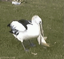 Birds Eat GIF - Birds Eat Fish - Discover & Share GIFs