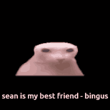 Sean Bingus GIF - Sean Bingus GIFs