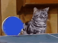 Cat Ping Pong GIF - Cat Ping Pong Table Tennis GIFs