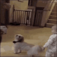 Dog Dance Baby GIF - Dog Dance Baby Dance GIFs