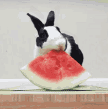Eating Watermelon GIFs | Tenor
