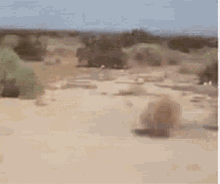 пустыня Desert GIF - пустыня Desert Tumbleweed GIFs