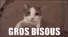 Bisous GIFs | Tenor