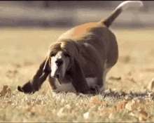 Fat Dog GIF - Fat Dog Running Exercise GIFs