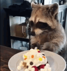 Raccoon Eating GIF - Raccoon Eating Nom Nom Nom GIFs