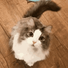 Cute Cat GIF - Cute Cat Wink GIFs
