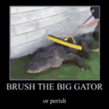 Gator Brush The Gator GIF - Gator Brush The Gator Brush The Gator Or Perish GIFs