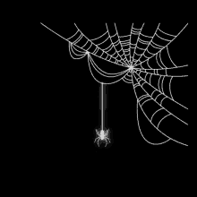 spider halloween