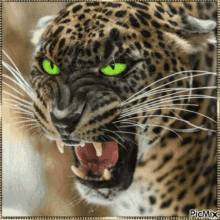 Leopard GIF - Leopard GIFs