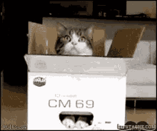 Cat Cat In A Box GIF - Cat Cat In A Box Hide GIFs