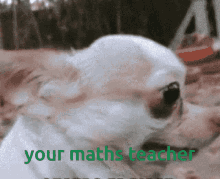 math school dog avyajain your math teacher