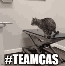 teamcas cat fail jump