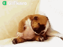 Sleepy Gifkaro GIF - Sleepy Gifkaro Puppy GIFs