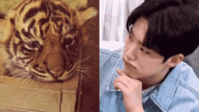 hoshi hoshi