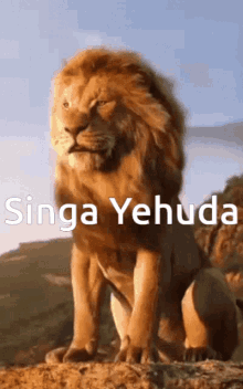 lion singa yehuda wild animals breeze wind