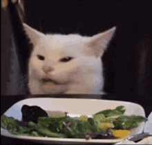 cat whats happening im not hungry
