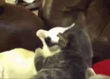Dog And Cat Cat Petting Dog GIF - Dog And Cat Cat Petting Dog Cat And Dog GIFs
