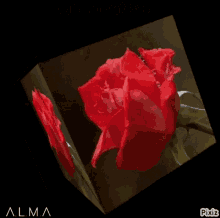 Cube Rose GIF - Cube Rose Spinning GIFs