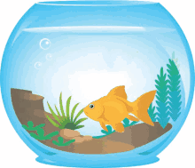 fish goldfish