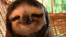Funny Animals Sloth GIF - Funny Animals Sloth Hammock GIFs