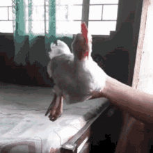 chicken-cock.gif