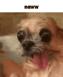 Naww Ugly Dog GIF - Naww Ugly Dog Dog GIFs