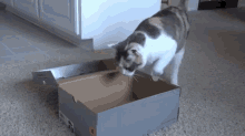 Usurper Of Boxes GIF - Cats Boxes Funny GIFs