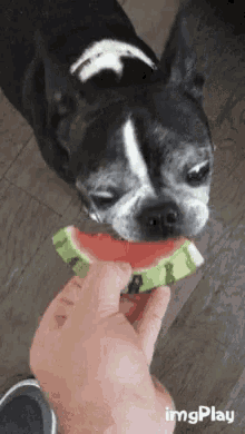 boston terrier puppy funny hilarious watermelon