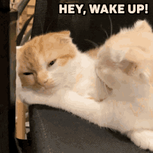 Wake Up Cat GIF - Wake Up Cat GIFs