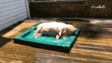 Taking A Bath The Pet Collective GIF - Taking A Bath The Pet Collective Its Bath Time GIFs