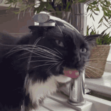 thirsty cat derp water animal