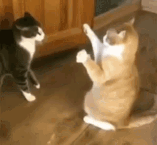 Kitty What GIF - Kitty What Oh No GIFs