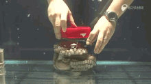 octopus inside a jar unscrewinglid open