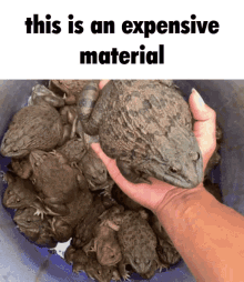 Expensive Frog GIF - Expensive Frog Toad GIFs