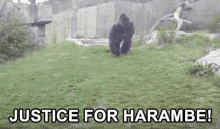 Justice For Harambe GIF - Gorilla Angry Harambe GIFs