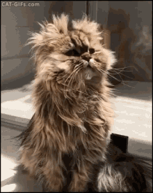 Fluffy Cat GIFs | Tenor