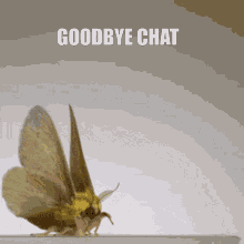 Moth Goodbye Chat GIF - Moth Goodbye Chat Cute GIFs