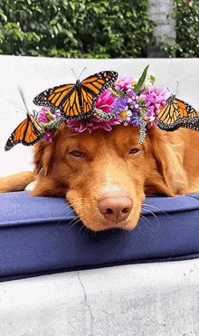 Dog Flowers GIF - Dog Flowers May Queen GIFs