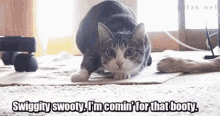 Meme Cat GIF - Meme Cat Booty GIFs