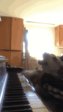 piano-dog.gif