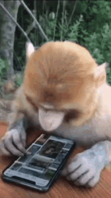 Mitskidiamandis Monkey GIF - Mitskidiamandis Monkey Phone GIFs