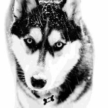 Dog Husky GIF - Dog Husky Snowing GIFs