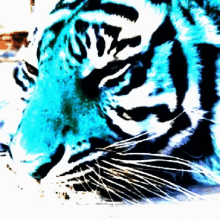 love big blue tigers