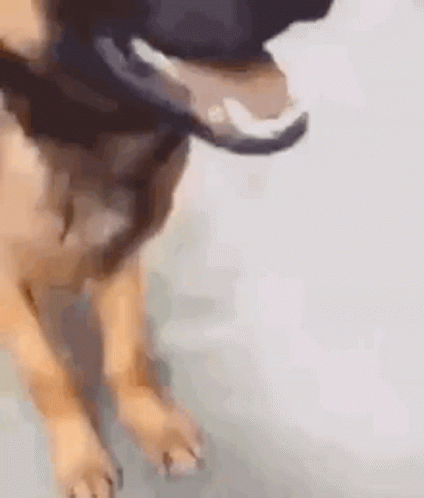 stank-dog-smells.gif