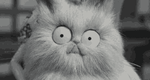 Too Much Caffeine Meow GIF - Too Much Caffeine Meow Wide Eyed GIFs