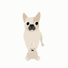 Frenchie Dog GIF - Frenchie Dog Puppy GIFs